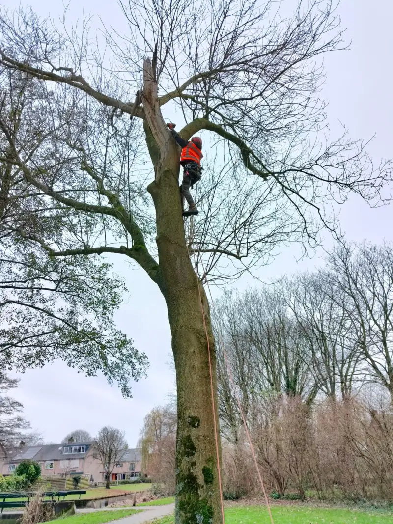 Boomklimmer in klimtuig hoog in de kroon van een boom, bij het onderzoeken van een holte op grote hoogte