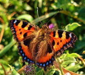 Kleine vos (Aglais urticae)