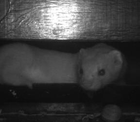 Wezel (Mustela nivalis)