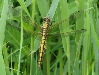 Gewone oeverlibel (Orthetrum cancellatum)