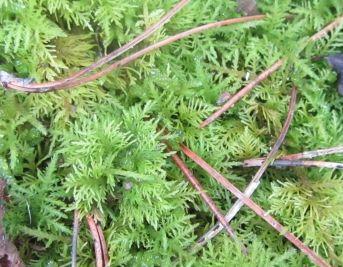Gewoon thujamos (Thuidium tamariscinum)