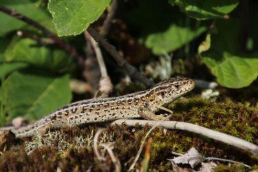 Zandhagedis (Lacerta agilis)