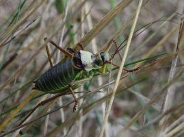 Zadelsprinkhaan (Ephippiger ephippiger)