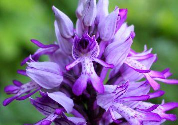 Soldaatje (Orchis militaris)