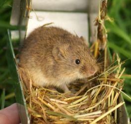 Veldmuis (Microtus arvalis)