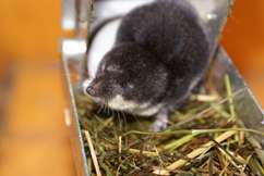 eDNA, nu ook voor de waterspitsmuis