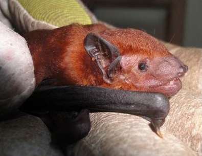 The Nut-colored house bat