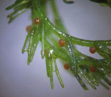 Chara vulgaris