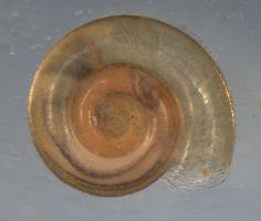 Platte schijfhoren